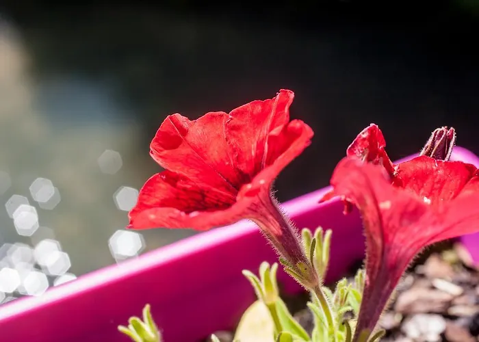 Logis - De L'ile - 3 Etoiles Et Restaurant 3*